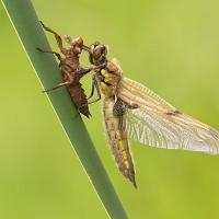 Newly emerged Four-Spotted Chaser 2 